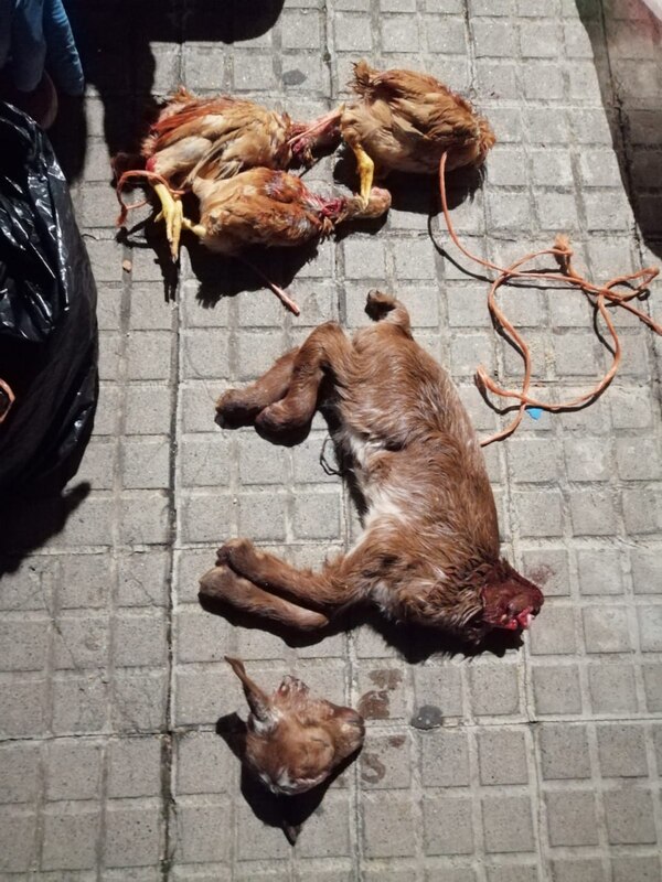 Juicio por el caso de santería destapado por AnimaNaturalis
