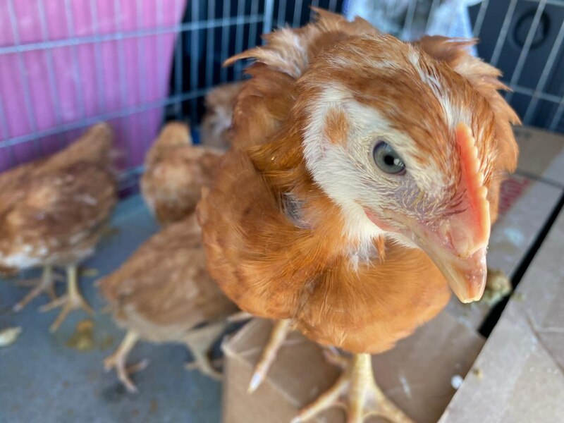 AnimaNaturalis logra la primera condena firme en España por maltrato animal vinculado a rituales de santería
