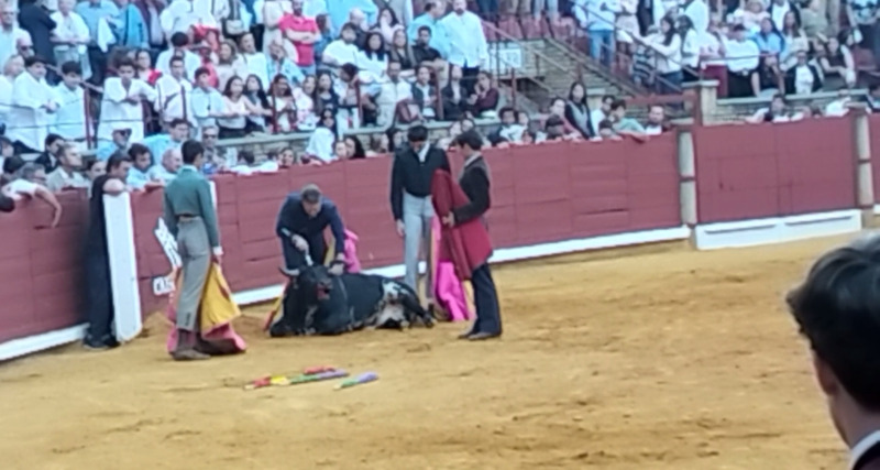 Denunciamos a la escuela taurina de Córdoba por la agonía extrema de un novillo durante una becerrada en clase práctica