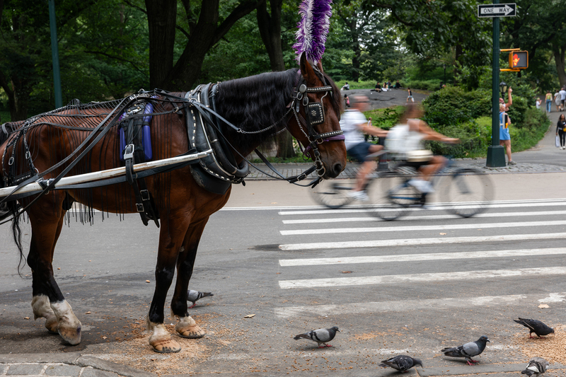 Nueva York debate prohibir las calesas después de que un caballo muera en Central Park