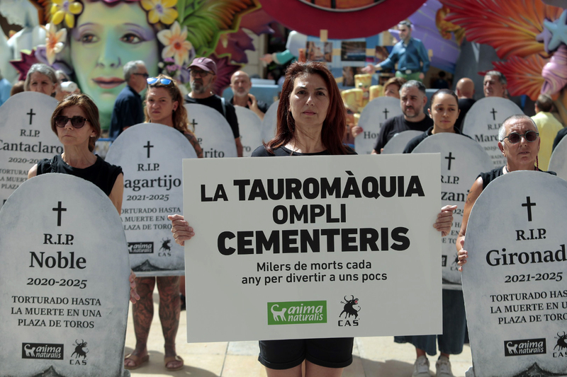 Activistas convierten las Hogueras de Alicante en un cementerio para recordar a los toros matados con dinero público