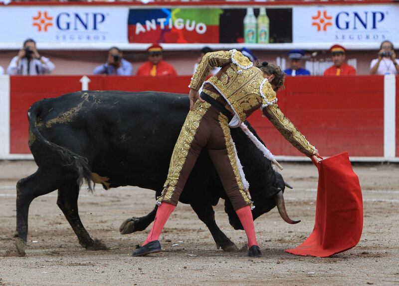 AnimaNaturalis impugna la ley de Protección Animal del estado de México por blindar las corridas de toros y las peleas de gallos