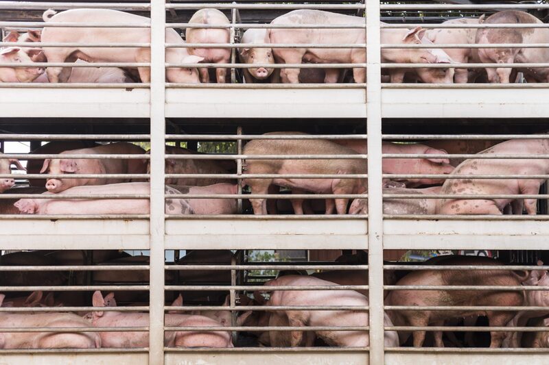 Firma ahora y presiona para que la UE deje de mirar hacia otro lado ante el sufrimiento de los animales transportados en vivo Firma ahora y presiona para que la UE deje de mirar hacia otro lado ante el sufrimiento de los animales transportados en vivo