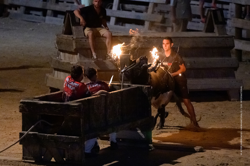We return to document the toros embolados of Sant Jaume d'Enveja and L'Ampolla