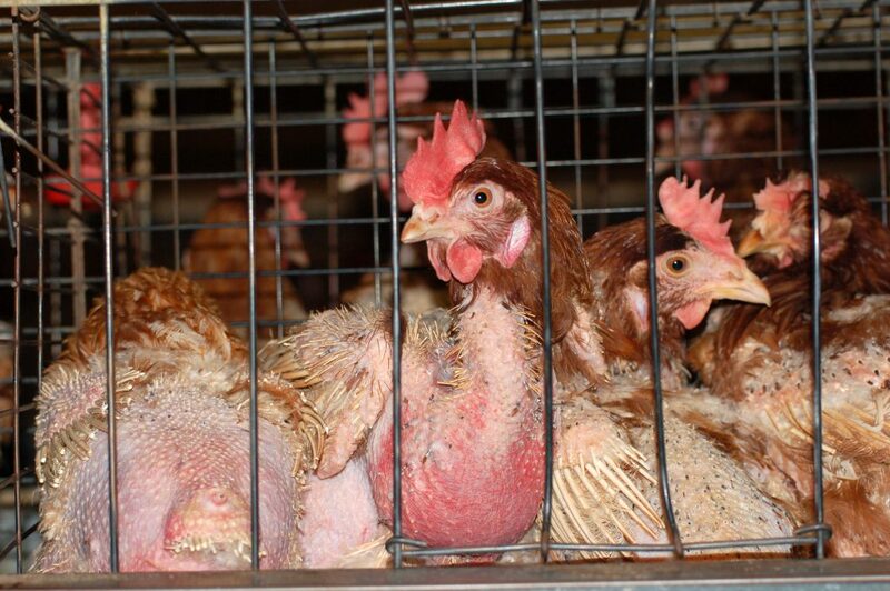 La Comisión Europea anuncia el fin progresivo de las jaulas para millones de animales tras años de presión ciudadana