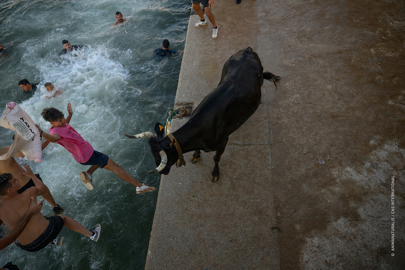 We document the cruelty of the bous a la mar in Dénia once again