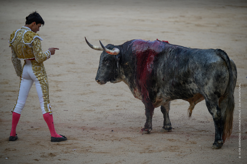 They run in the morning and die that same afternoon in San Fermín