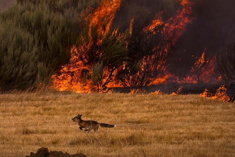 El país que arde por las llamas y la negligencia