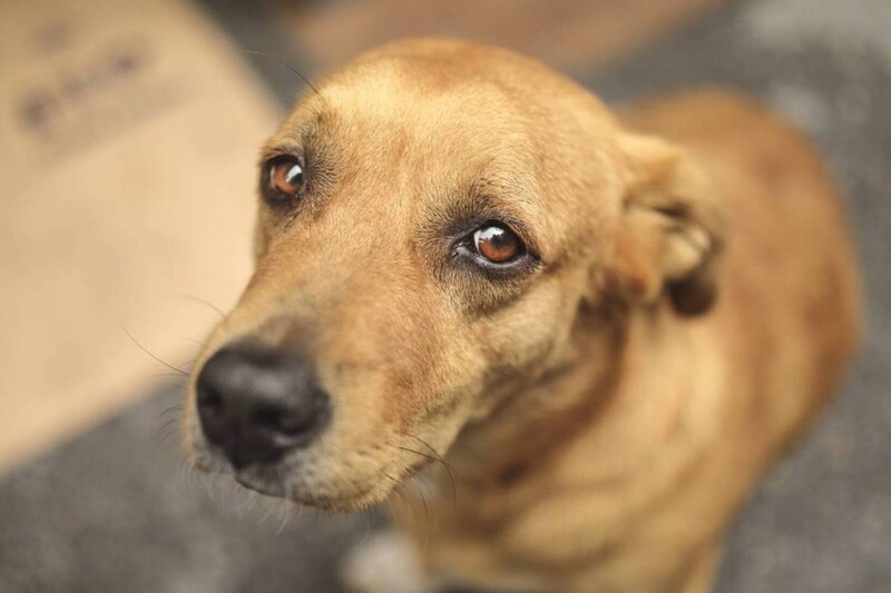 A quién llamar si ves un caso de maltrato animal, ahora mismo