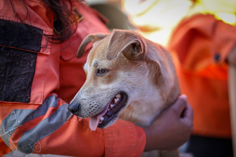 Recaudamos 6.000 euros para los animales afectados por los terremotos en Venezuela