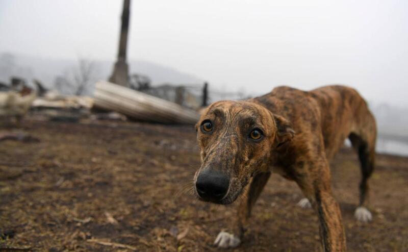 Red solidaria para ayudar a los animales afectados por el mayor incendio forestal registrado en la historia de España