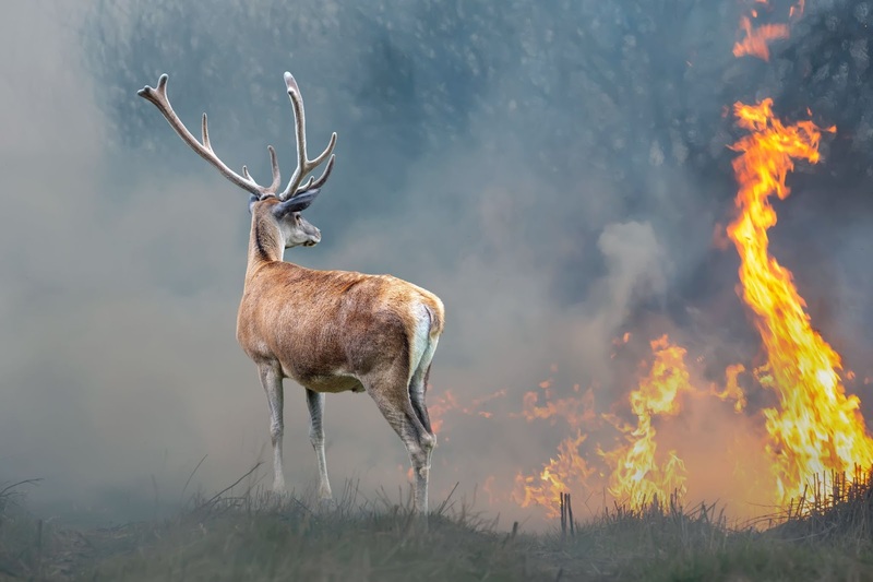 No permitas que Castilla y León permita la caza en zonas incendiadas sin esperar que la fauna se recupere