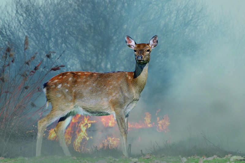 ¿Por qué la derecha española odia a los animales?