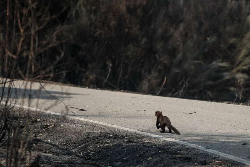 Madrid prohíbe la caza en los montes calcinados, por ahora