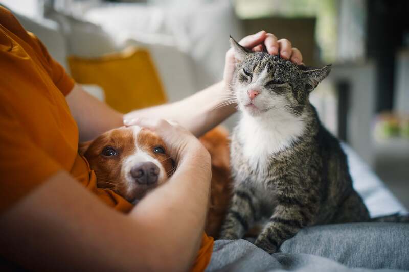 Armonizado por primera vez el bienestar y la trazabilidad de perros y gatos en la UE