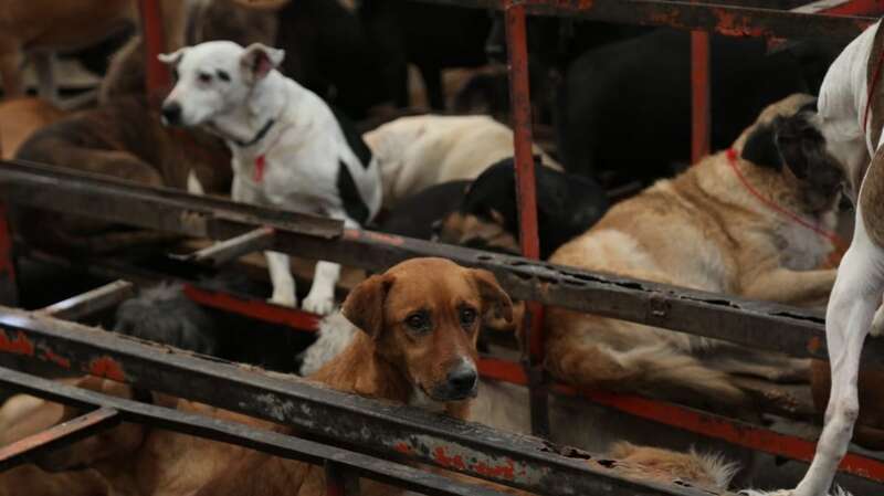 Así se convierte una fotografía en prueba judicial contra el maltrato animal