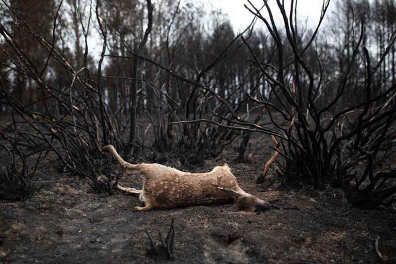 AnimaNaturalis solicita a la Junta de Castilla y León información sobre la caza en los montes afectados por los incendios