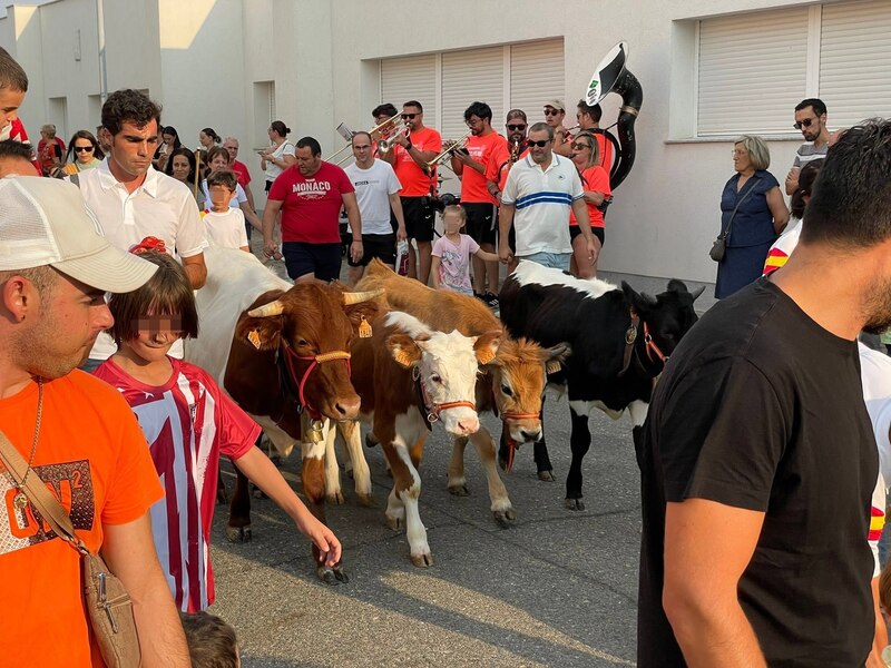 AnimaNaturalis exige frenar el riesgo de encierro infantil con minibueyes