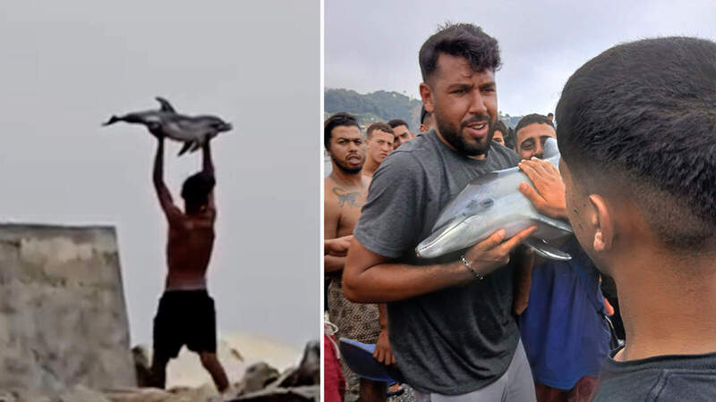 Condenar el maltrato animal en Ceuta exige no mirar hacia otro lado