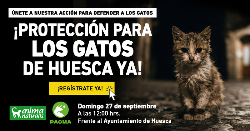 ¡Huesca, basta de mirar hacia otro lado! Ven a la protesta por los gatos