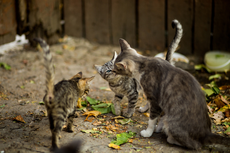 ¿Qué derechos tiene una colonia de gatos? Esto dice la ley