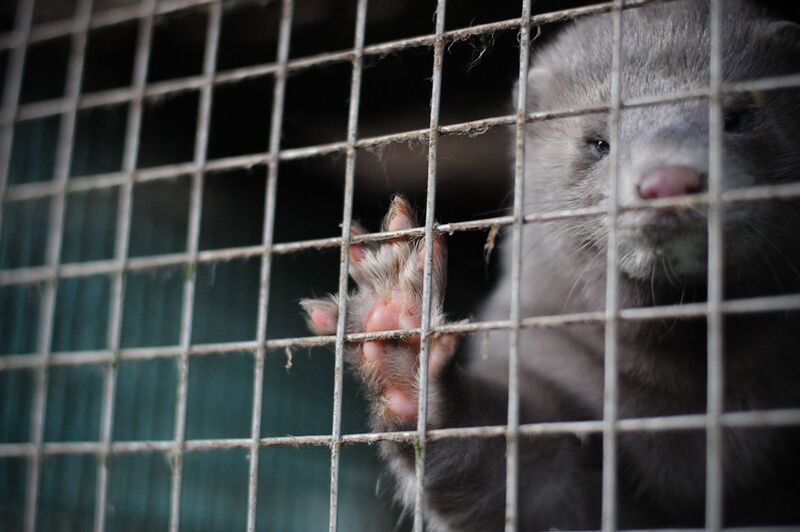 Prohibir la cría de animales para pieles tiene más sentido económico que elevar los “estándares”
