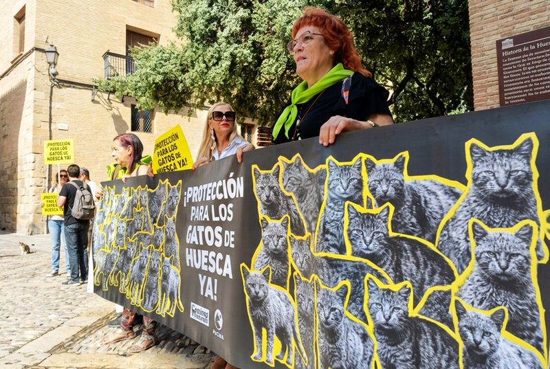 Medio centenar de personas nos manifiestamos en Huesca por el abandono de sus colonias felinas