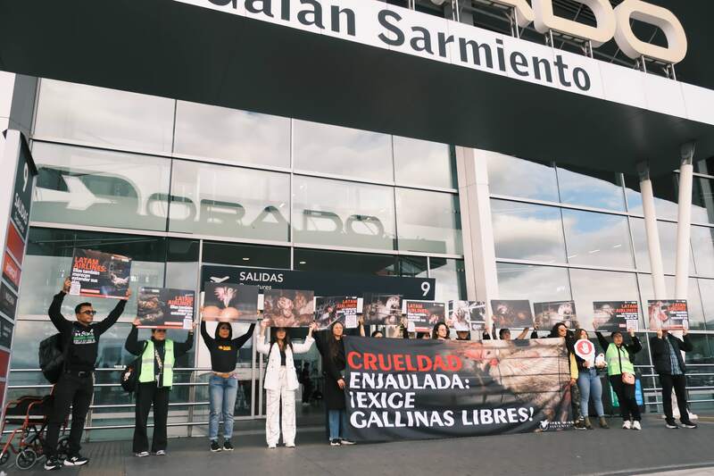 Activistas piden en el Aeropuerto Internacional El Dorado que LATAM Airlines adopte una política libre de jaulas para las gallinas de su cadena de suministro