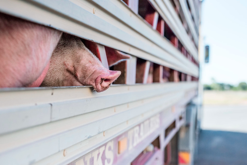 Pide al Gobierno de España que ponga fin al transporte de animales vivos a largas distancias