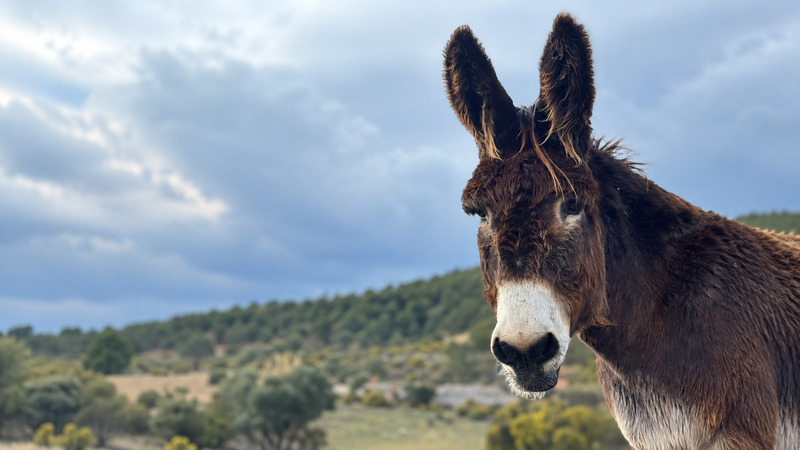 ¡Nos vamos de voluntariado al Santuario Compasión Animal!
