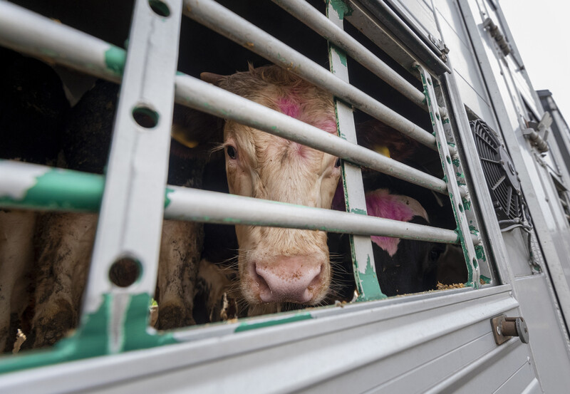 Pedimos a España una reforma ambiciosa del transporte de animales vivos