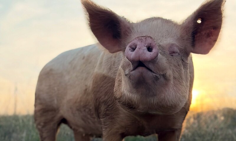 ¡Nos vamos de voluntariado al Santuario Compasión Animal!