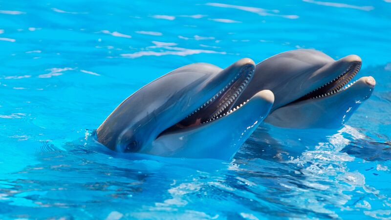 Países Bajos avanza hacia el fin de la reproducción de delfines en cautividad
